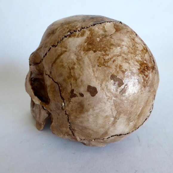NEW ARTISAN HANDCRAFTED REALISTIC HUMAN SKULL WITH JAW HALLOWEEN PROP ODDITY - Picture 8 of 11